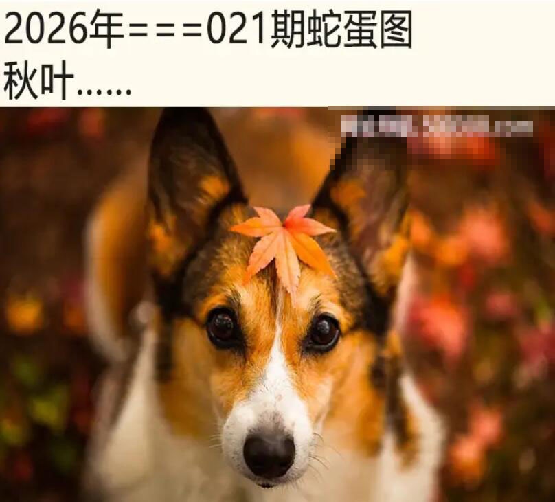 021期另版蛇蛋图[图]